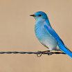 Mountain Bluebird
